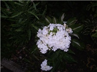 d5e3cd9e-Picture 6276.jpg
